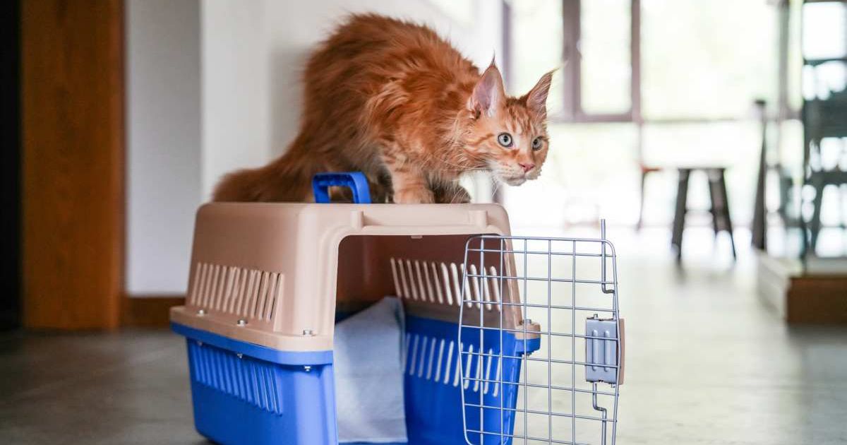 Cat sitting on a pet carrier. (Representative Cover Image Source: Getty Images | Photo by owngarden)