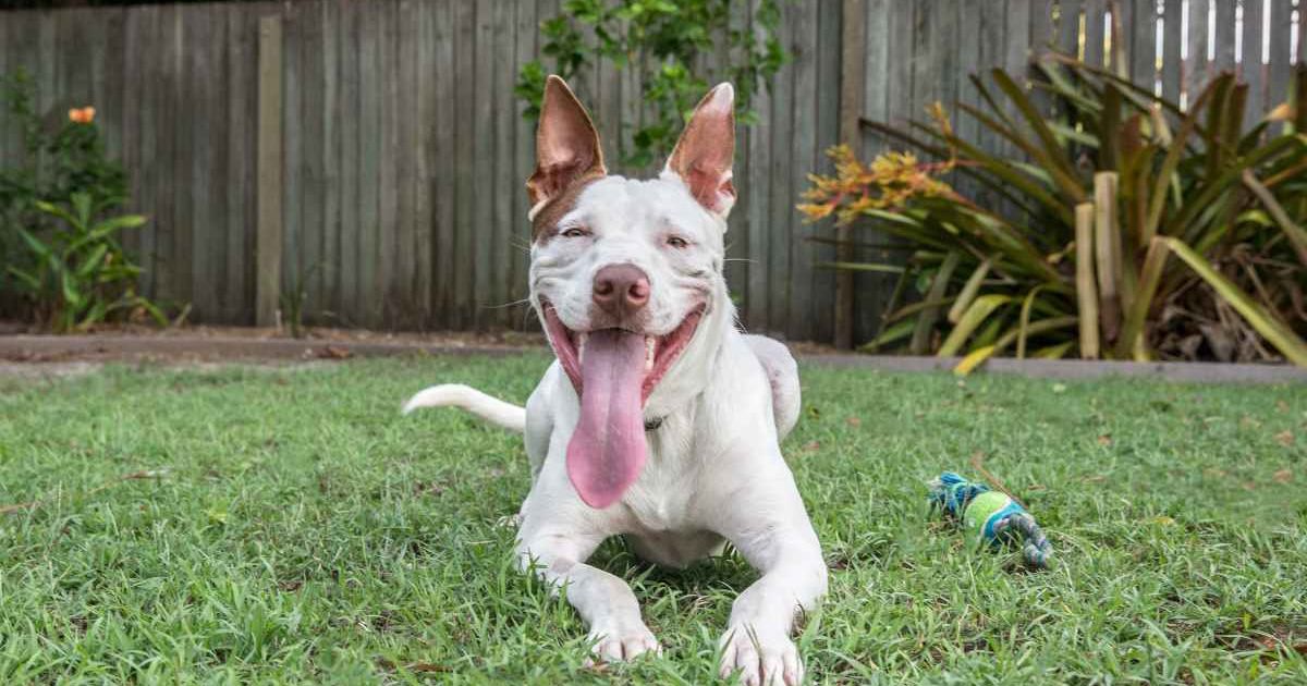 A happy pitbull dog smiling. (Representative Image Source: Getty Images | Photo by Michelle Page)