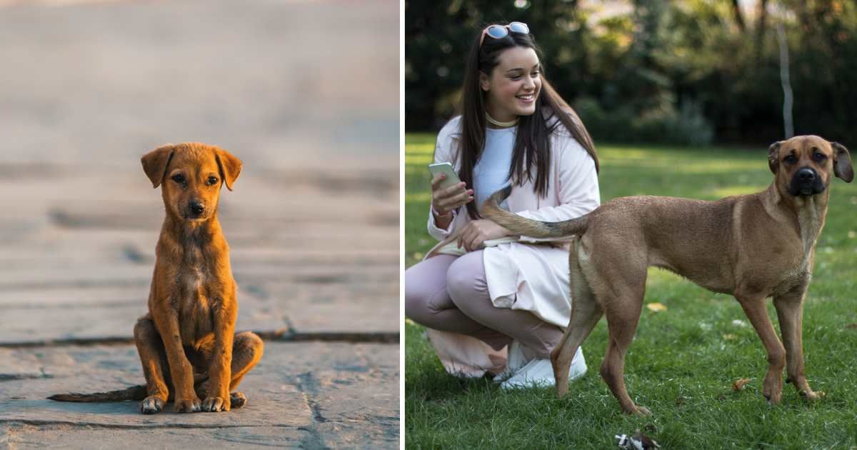 (L) A sad-looking dog on the street; (R) A happy woman next to a dog in the park. (Representative Image Source: Getty Images | Photo by (L) DimaBerkut; (R) Viktoria Szabo)
