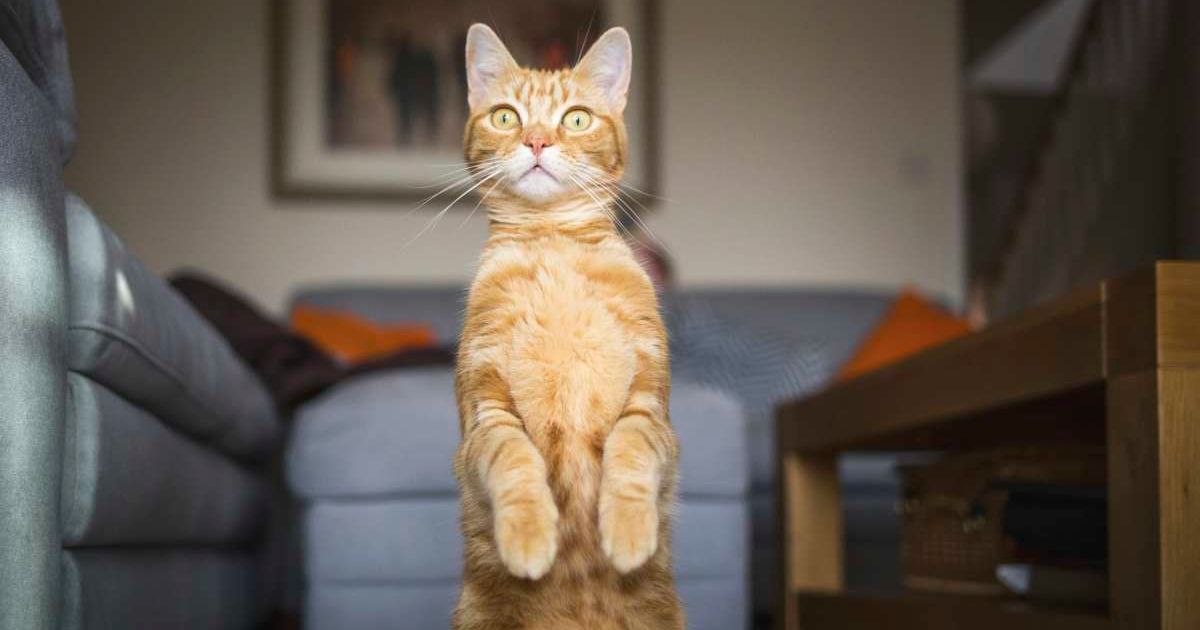 Ginger cat in domestic living room, standing up on his hind legs looking alert and staring past the camera
Getty Images | Photo by Image by Chris Winsor