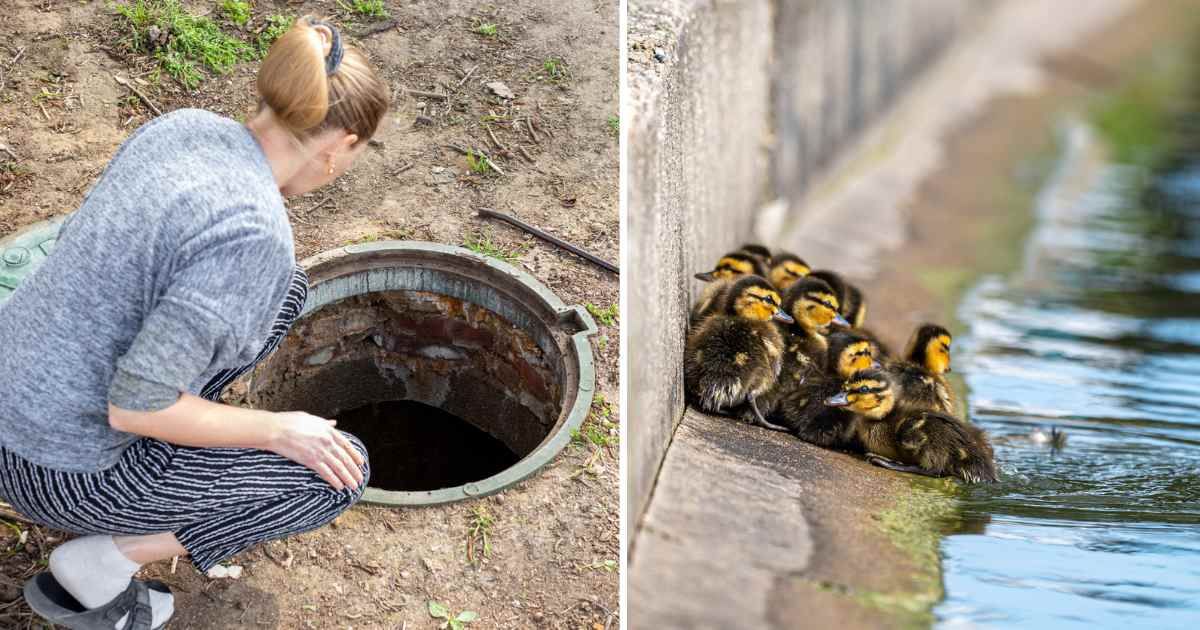 (L) A woman looking down a drain; (R) A group of ducklings. (Representative Image Source: Getty Images | Photo by (L) Natalia Kokhanova; (R) Andi Edwards)
