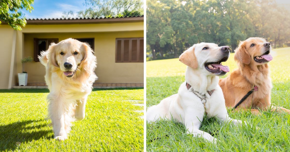 (L) Pet Alfredo runs; (R) Two dogs, a Labrador Retriever and a Golden Retriever, sitting side by side in a grass field. (Representative Cover Image Source: Getty Images | Photo by (L) Felipe Onzi; (R) Daisuke Morita)