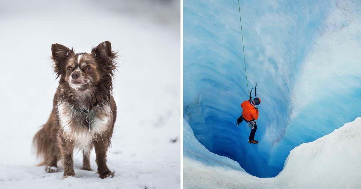 (L) A long-haired, white and brown chihuahua dog; (R) A man being rescued from a glacier crack. (Representative Image Source: Getty Images | Photo by (L) sssss1gmel, (R) Alex Ratson)