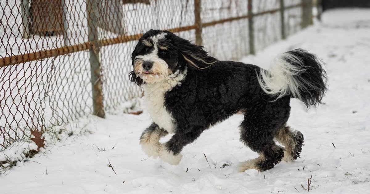 A black and white poodle trying to jump across the fence. (Representative Image Source: Getty Images | Photo by Rolf Karlsson)