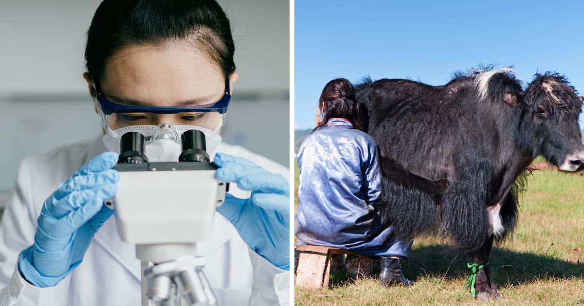 L: Doctor working in hospital laboratory; R: Mongolian woman in national clothing milking a yak. Representative Cover Image Source: Getty Images | Photo by L: Sinology R: Hadynyah