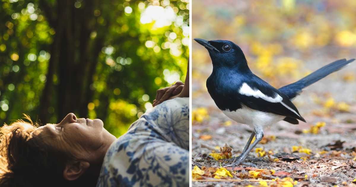 (L) An old woman lying on the ground. (R) A magpie bird. (Representative Image Source: Getty Images | Photo by (L) Madrolly, (R) Rapeepong Puttakumwong)