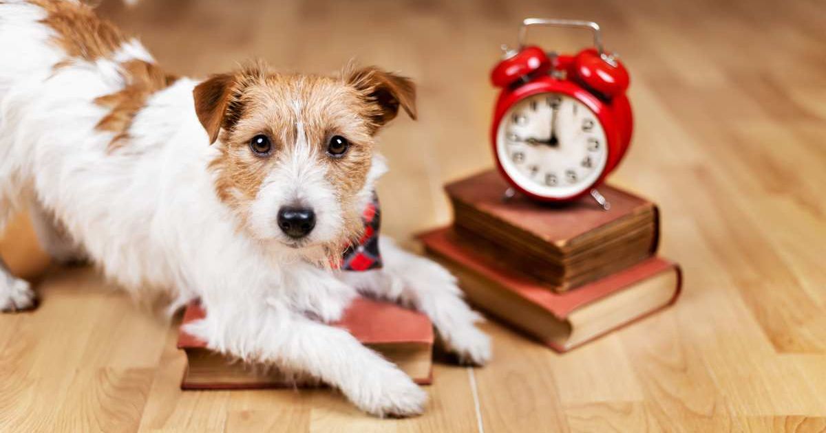 A dog sitting next to books and a clock. (Representative Image Source: Getty Images | Photo by Wavetop)