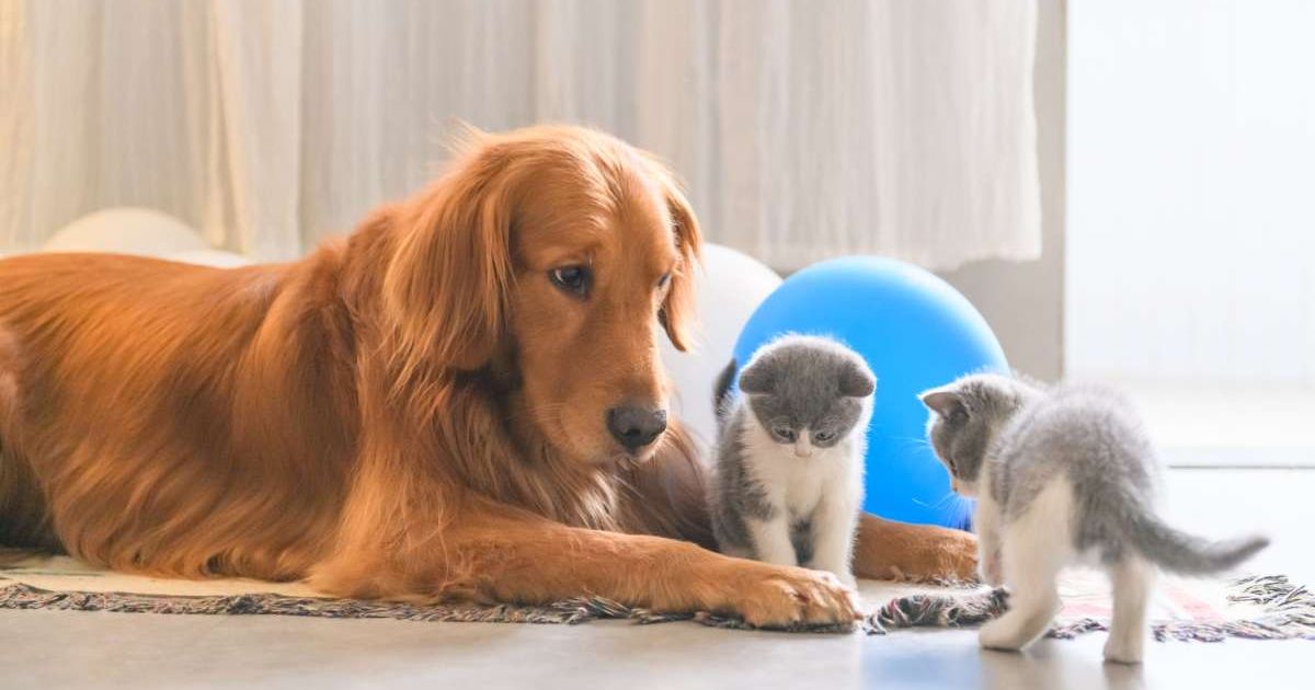 A golden retriever dog with two kittens. (Representative Image Source: Getty Images | Photo by Chendongshan)