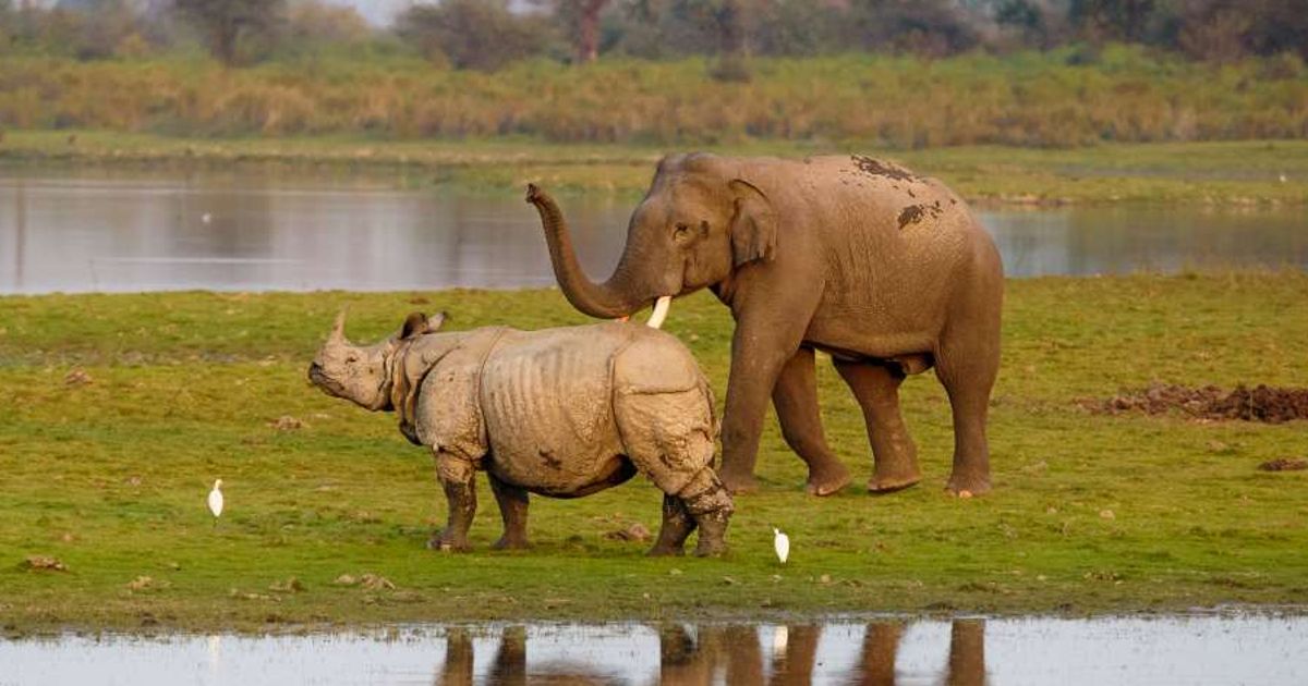 An elephant and rhino enjoying each other's company. (Representative Cover Image Source: Getty Images | Photo by Jonas Stenqvist / 500px)