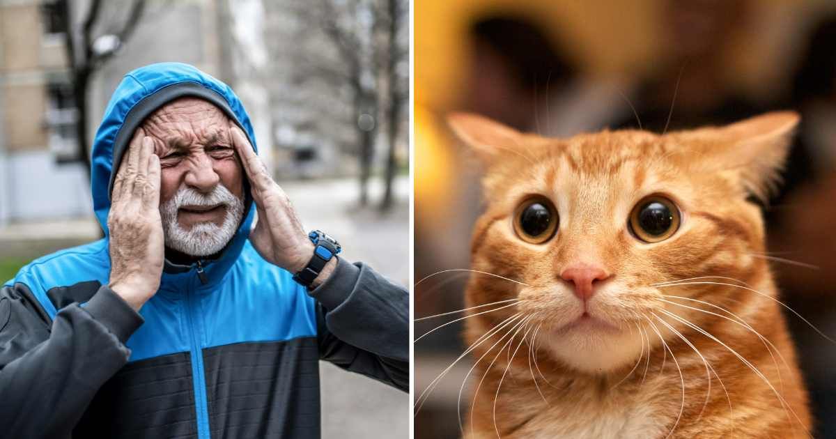 (L) An old man stressed and holding his head; (R) An orange cat with big eyes. (Representative Image Source: Getty Images | Photo by (L) DjelicS, (R) Eric Hacke)