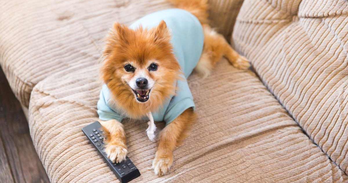 A dog with its paw on the TV remote. (Representative Image Source: Getty Images | Photo by Jena Ardell)