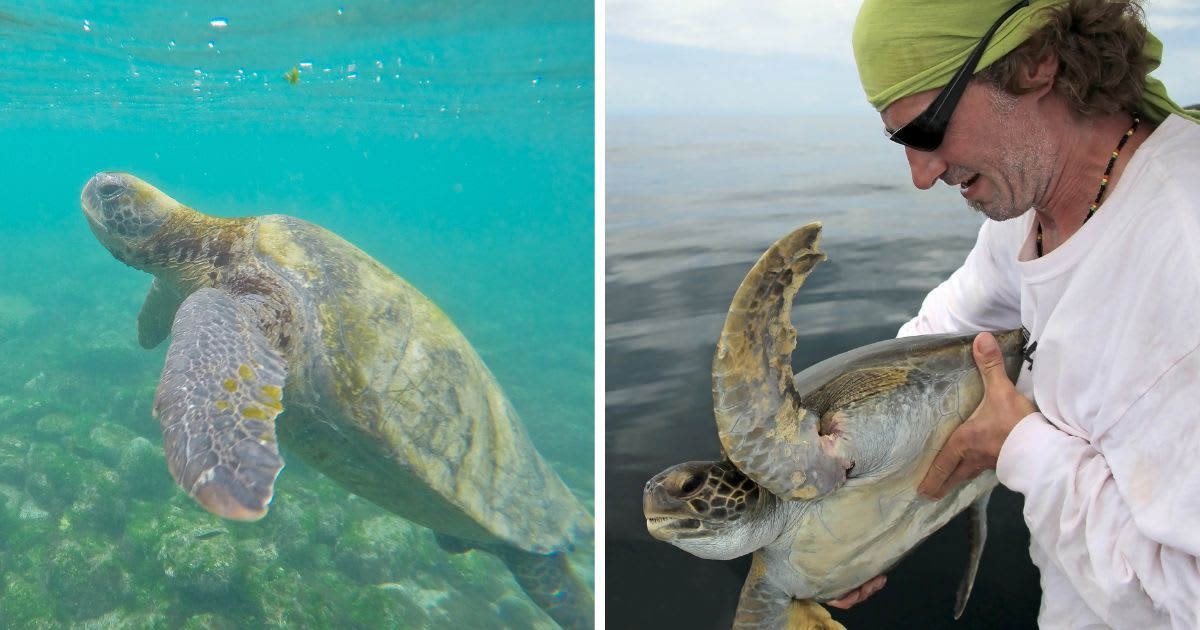(L) Turtles and marine wildlife of the Galapagos Islands; (R) Sea turtle rescue from a fishing net, Costa Rica. (Representative Cover Image Source: Getty Images Photo by (L) Jorge Torres; (R) Reisegraf)