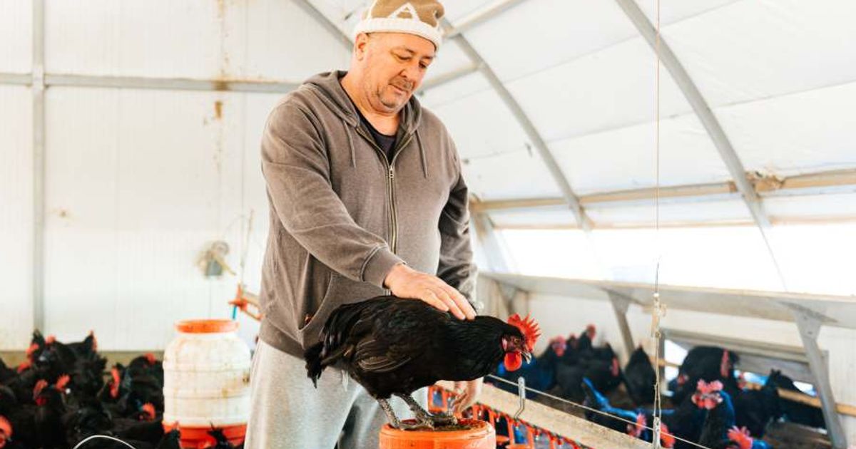 A male worker plays with a black chicken in an ecological poultry farm. (Representative Cover Image Source: Getty Images | Photo by Galdric)