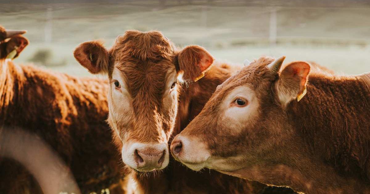 Two cows next to each other. (Representative Image Source: Getty Images | Photo by Catherine Falls Commercial)