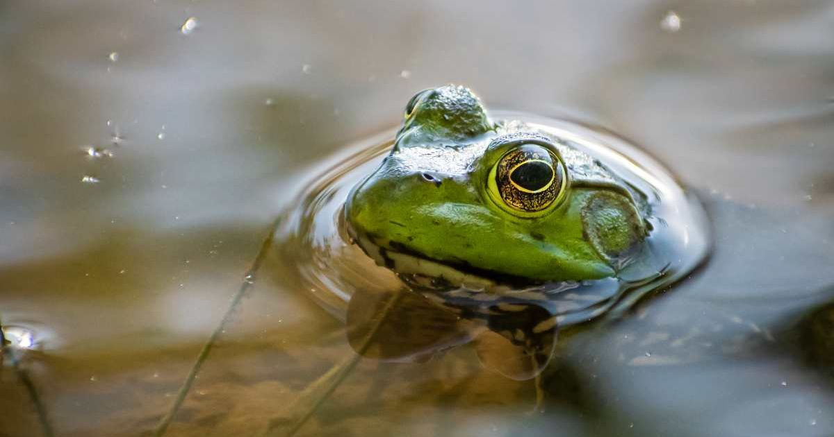 A frog sticking its head out of the water. (Representative Cover Image Source: Getty Images | Photo by Ashok Bhattarai)