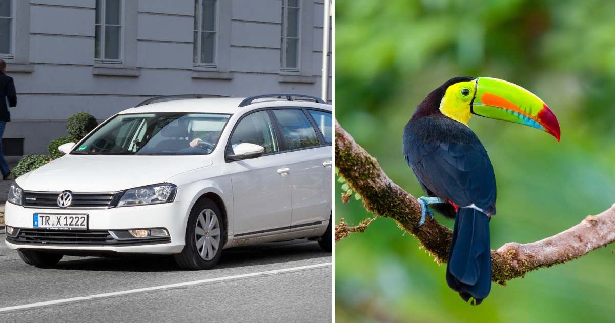 (L) A white Volkswagen car; (R) A Keel-billed toucan in the forest. (Representative Image Source: Getty Images | Photo by (L) ollo; (R) pchoui)