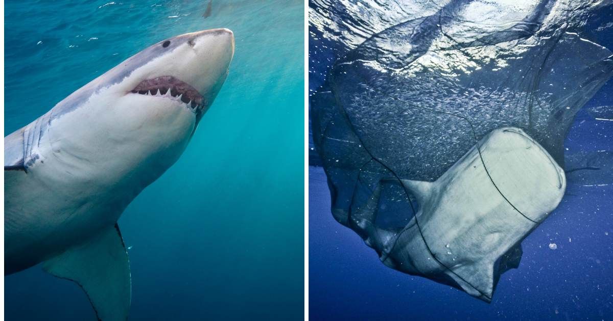 (L) A shark roaming around freely in the ocean; (R) A shark caught in a net. (Representative Image Source: Getty Images | Photo by (L) Stephen Frink; (R) Paul Cowell Photography)