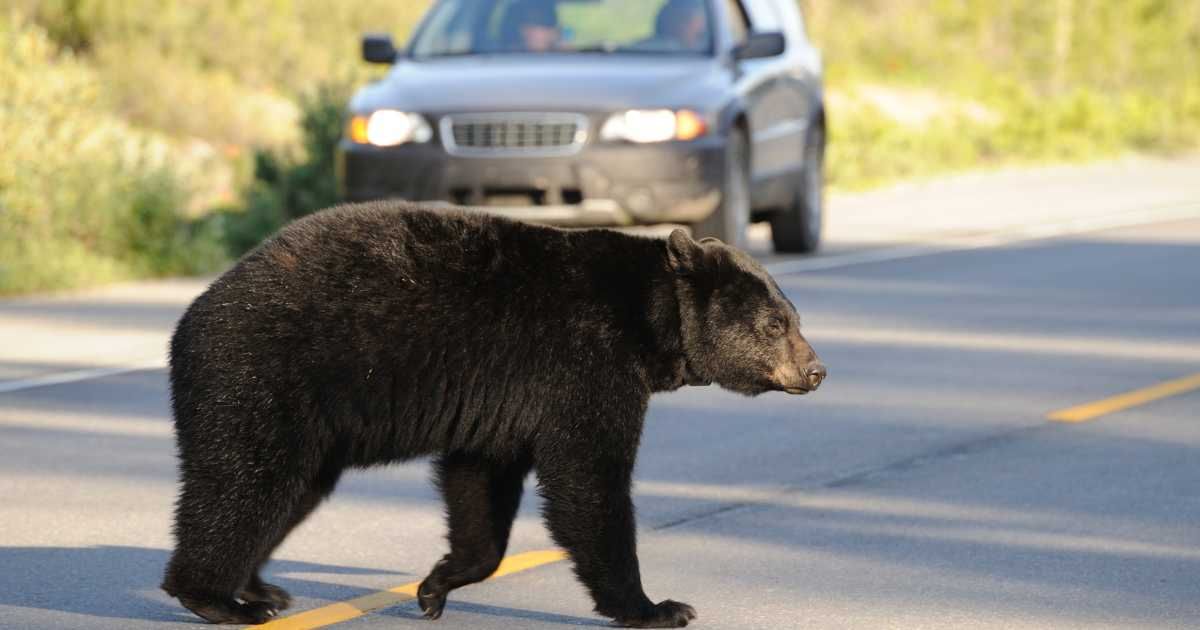 A black bear crossing a road. (Representative Image Source: Getty Images | Photo by Saturated)
