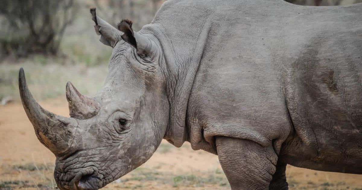 A rhino in its natural habitat. (Representative Image Source: Pexels | Photo by Casey Allen)