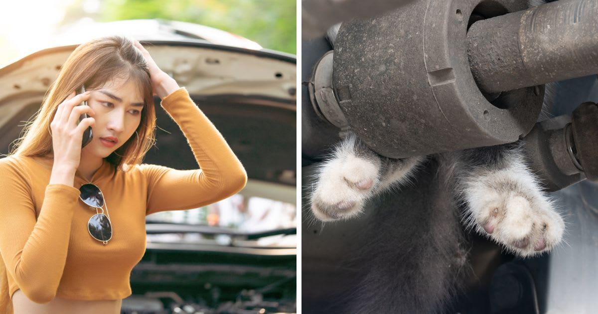 (L) Young worried girl is using a phone to call the mechanic to fix the car; (R) Paws of a cat sticking out from behind car machinery. (Representative Cover Image Source: Getty Images | Photo by (L) Witthaya Prasongsin; (R) Dmitry Nogaev)