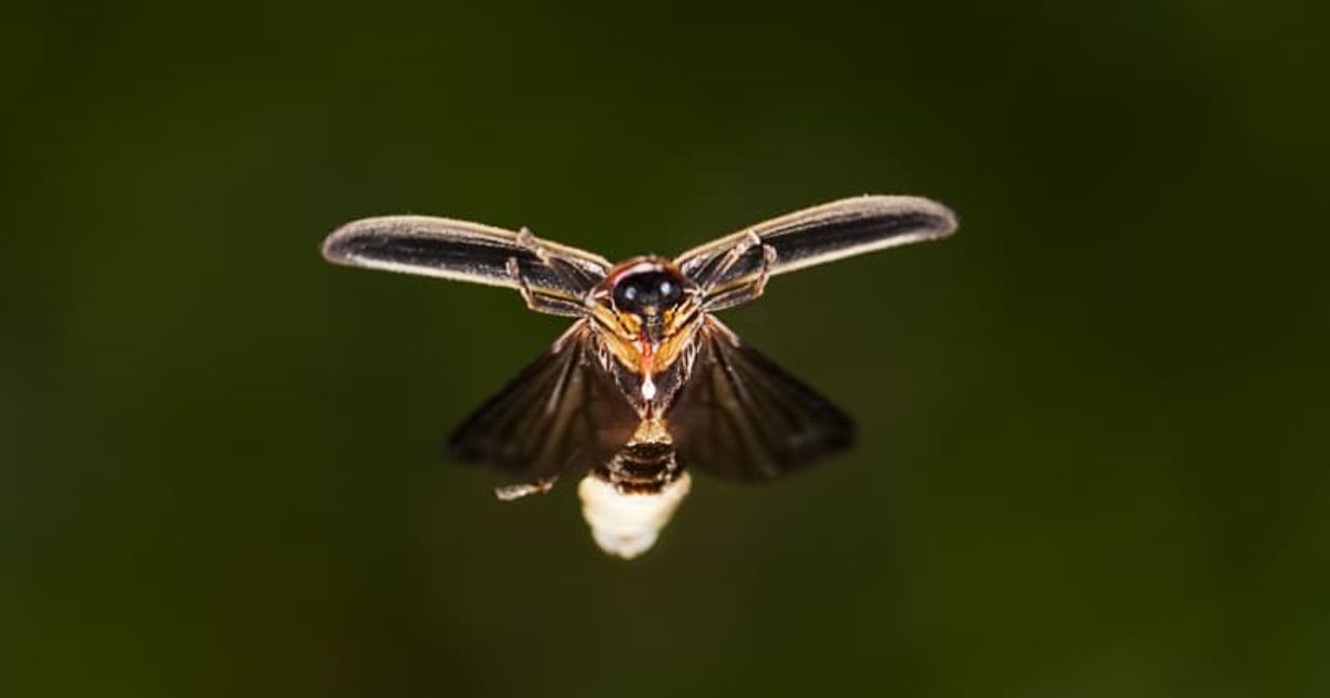 A firefly. (Representative Cover Image Source: Getty Images | Photo by Ali Majdfar)