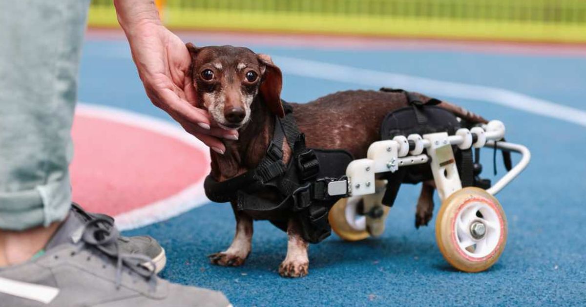A disabled chocolate Dachshund walking with a wheelchair on the playground. (Representative Cover Image Source: Getty Images | Photo by Elena Popova)