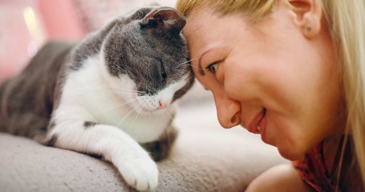 A cat resting its head against its owner. (Representative Image Source: Getty Images | Photo by IvanJekic)