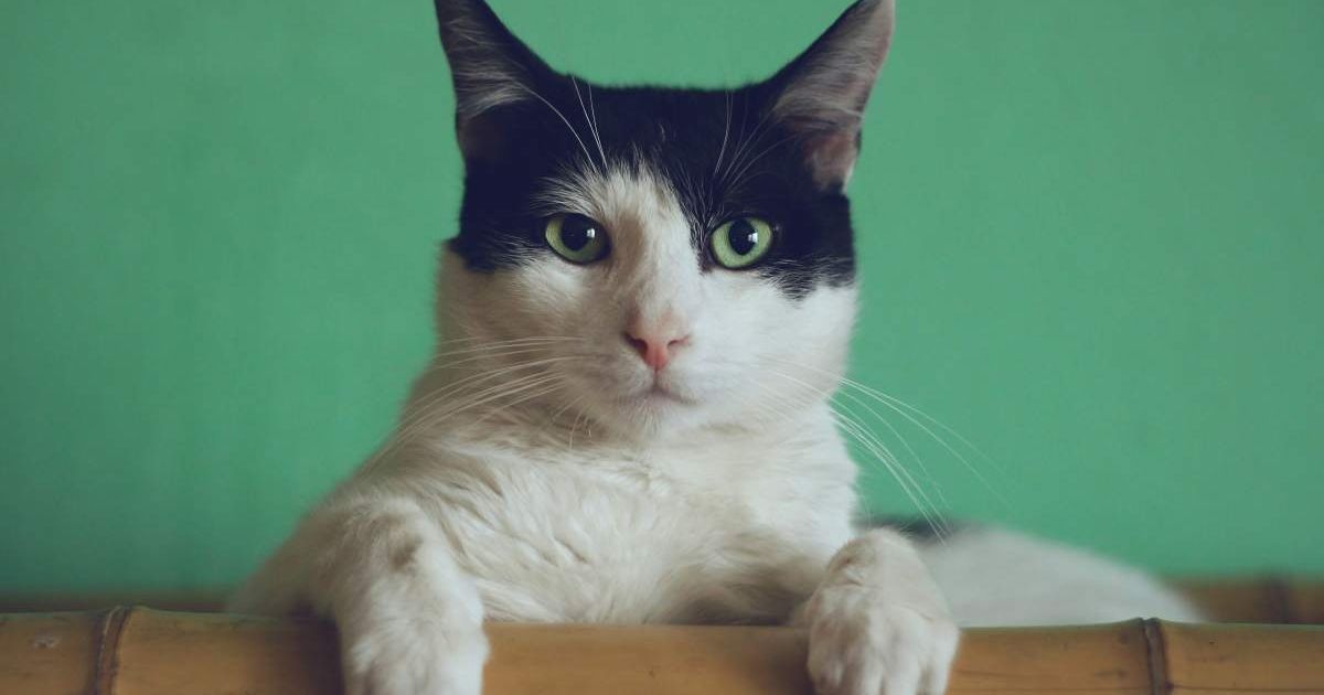 A cat peeping from behind furniture. (Representative Image Source: Unsplash | Manja Vitolic)