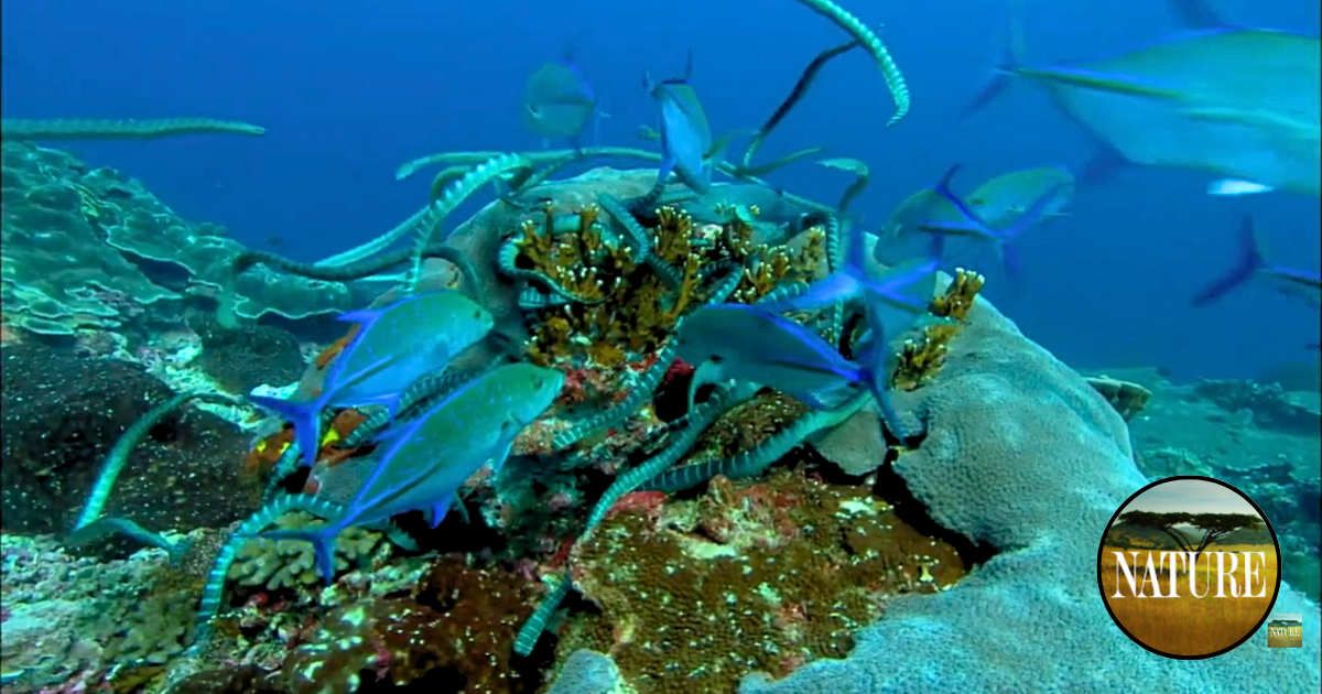 Group of sea kraits with bluefin trevally hunting their prey. (Cover Image Source: Getty Images | Photo by Nature on PBS)