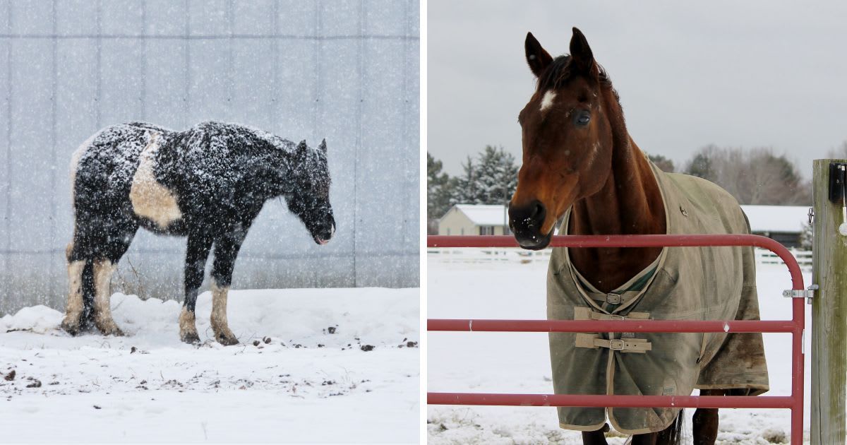 (L) Horse enduring a snow storm outside the barn; (R) Horse wearing a winter blanket stands at the gate at feeding time. (Representative Cover Image Source: Getty Images | Photo by (L) Steverts; (R) Labyrne)