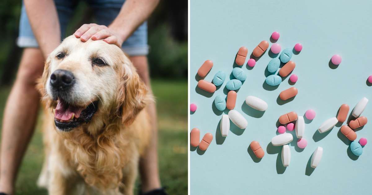 (L) A healthy Golden Retriever dog. (R) Multiple pills. (Representative Image Source: Getty Images | Photo by (L) Jaromir, (R) Tanja Ivanova)
