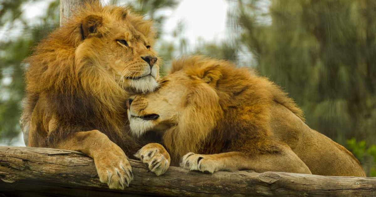Photo of two brother lions hugging each other in Melbourne Zoo. (Representative Cover Image Source: Getty Images | Photo by Wirestock)
