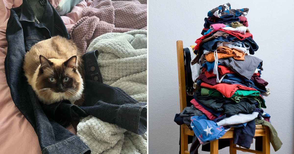 (L) A Siamese cat sitting on a denim jacket. (R) A pile of clothes on a chair. (Representative Image Source: Getty Images | Photo by (L) Mo Elnadi, (R) Patrick Strattner)