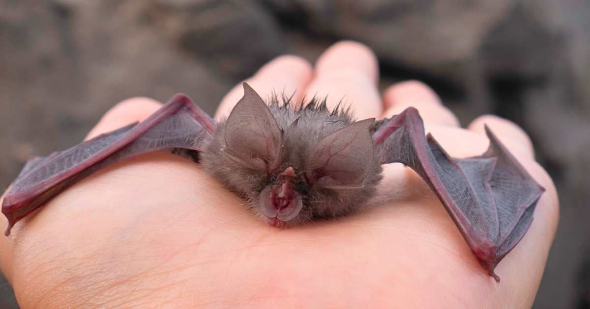 An Egyptian slit-faced bat in the open palms of a human. (Representative Cover Image Source: Getty Images | Photo by Natasa Ivancev)