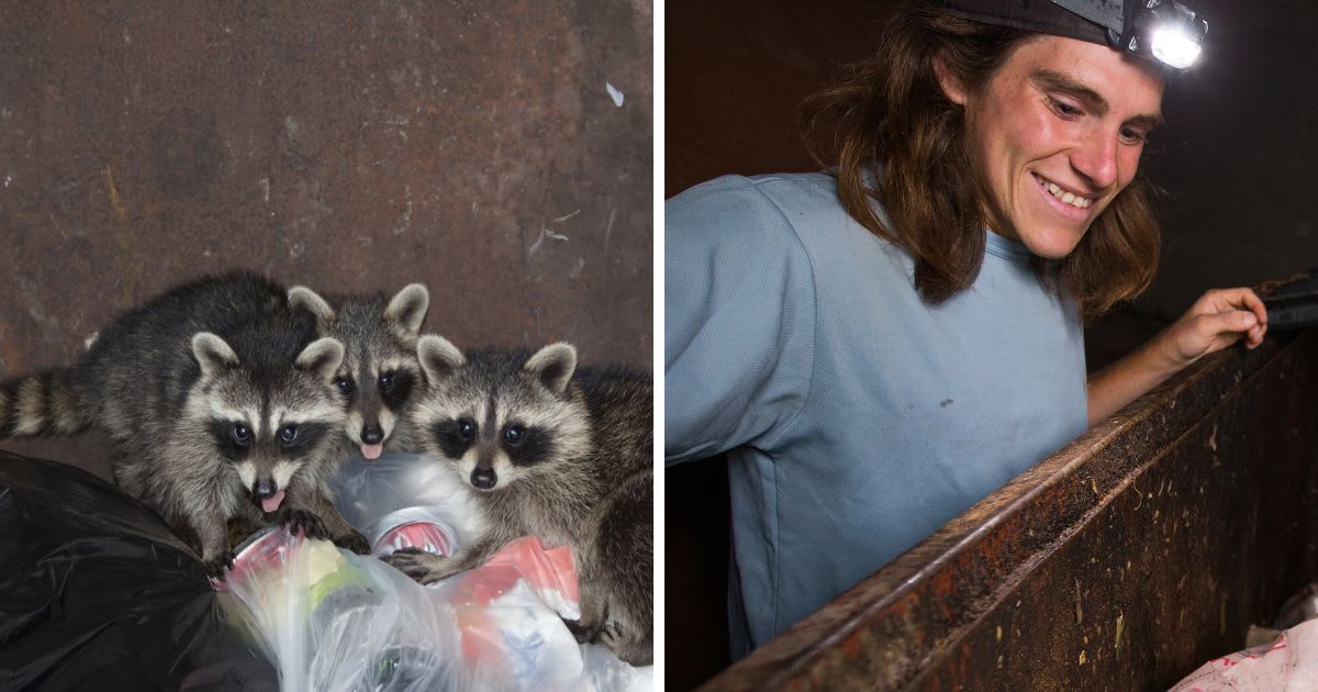 (L) Raccoons in a garbage bin; (R) Man dumpster diving for food behind a grocery store. (Representative Cover Image Source: Getty Images | Photo by (L) DZ Photovideo; (R) GROGL)