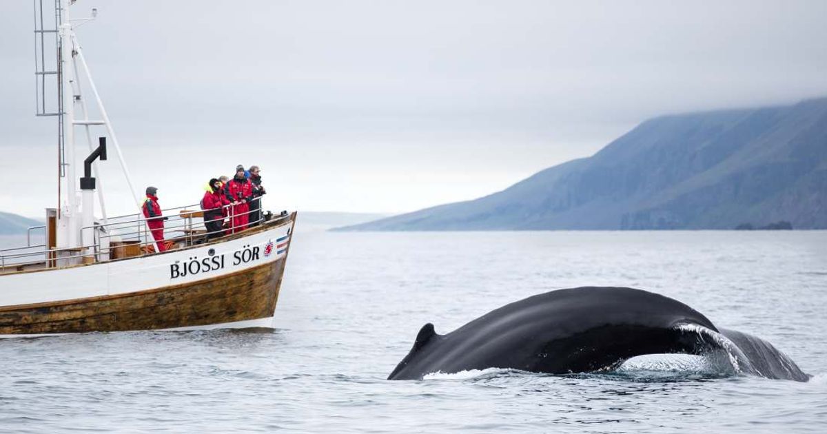 People on a ship whale-watching. (Representative Cover Image Source: Getty Images | Photo by Tim E White)