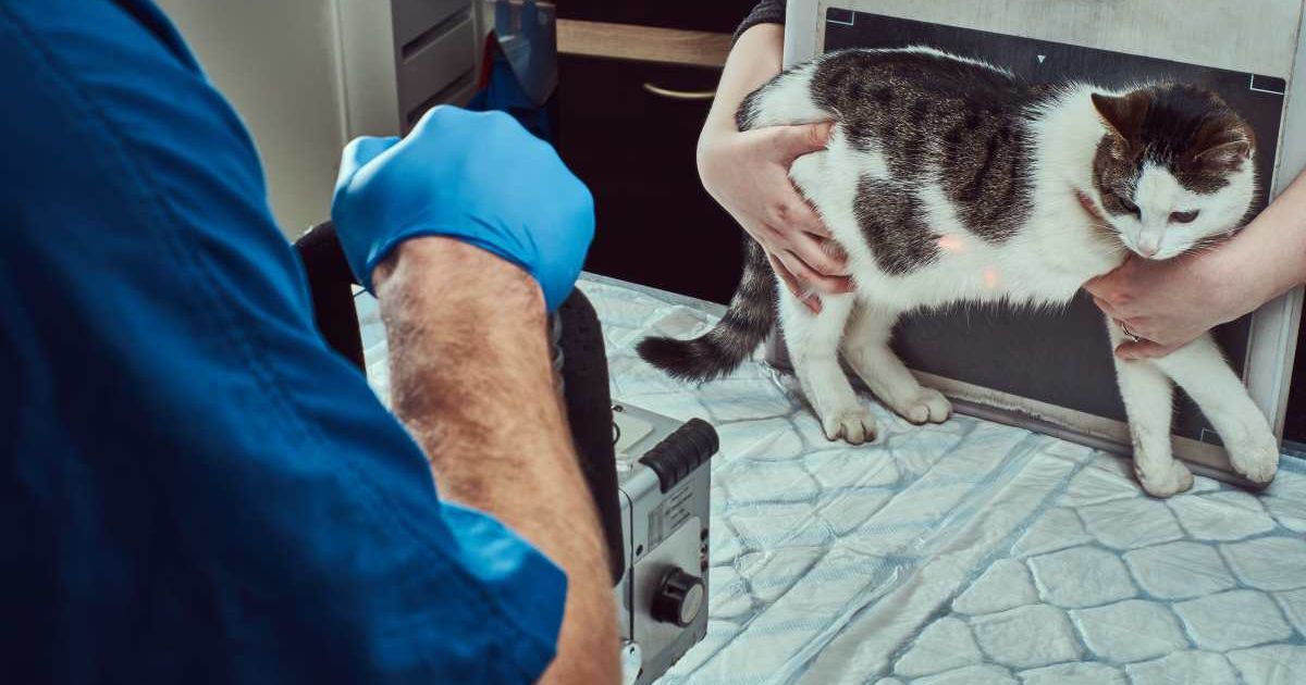 Cat getting an X-ray done. (Representative Image Source: Getty Images | Photo by FXQuadro)