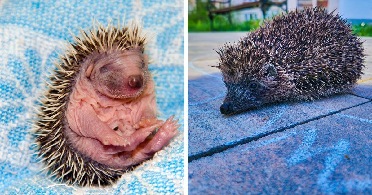 L: Northern white-breasted hedgehog; R: Hedgehog Baby in the wild. Representative Cover Image Source: Getty Images | Photo by L: Belizar 73 R: Dona Diamond.