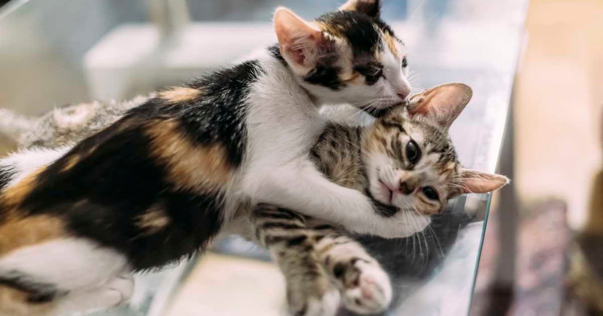 Two kittens hugging each other. (Representative Image Source: Getty Images | Photo by Nitas)
