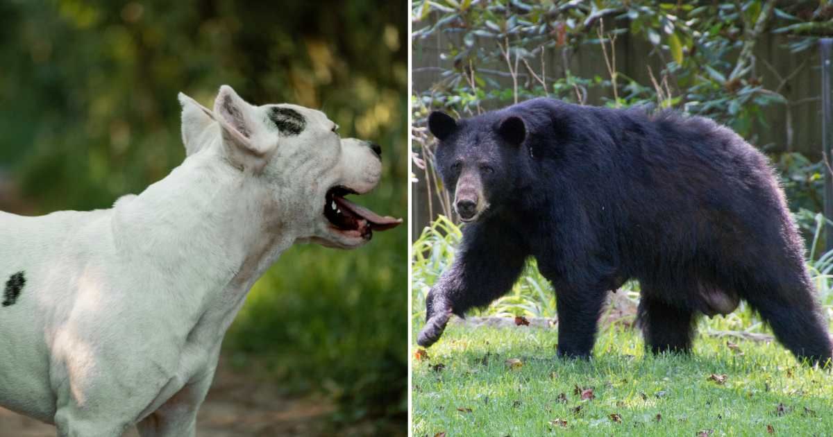 (L) A white pitbull dog, (R) A black grizzly bear. (Representative Image Source: Getty Images | Photo by (L) Irina Orlova, (R) AwakenedEye)