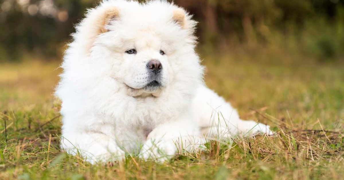 A young white-colored Chow-chow is lying on the grass. (Representative Image Source: Getty Images | Photo by Anita Kot)