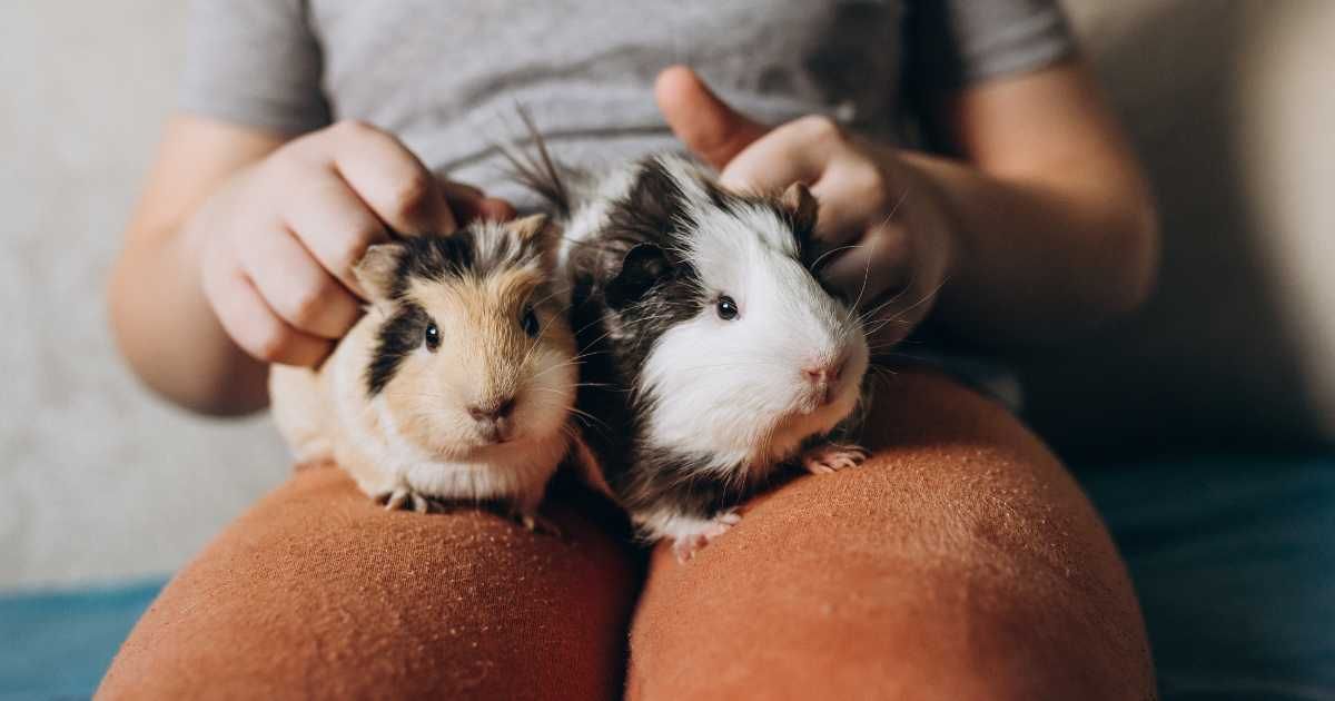 Representative image of a boy holding his pet guinea pig in hands (Cover Image Source: Getty Images | Irina Shpiller)