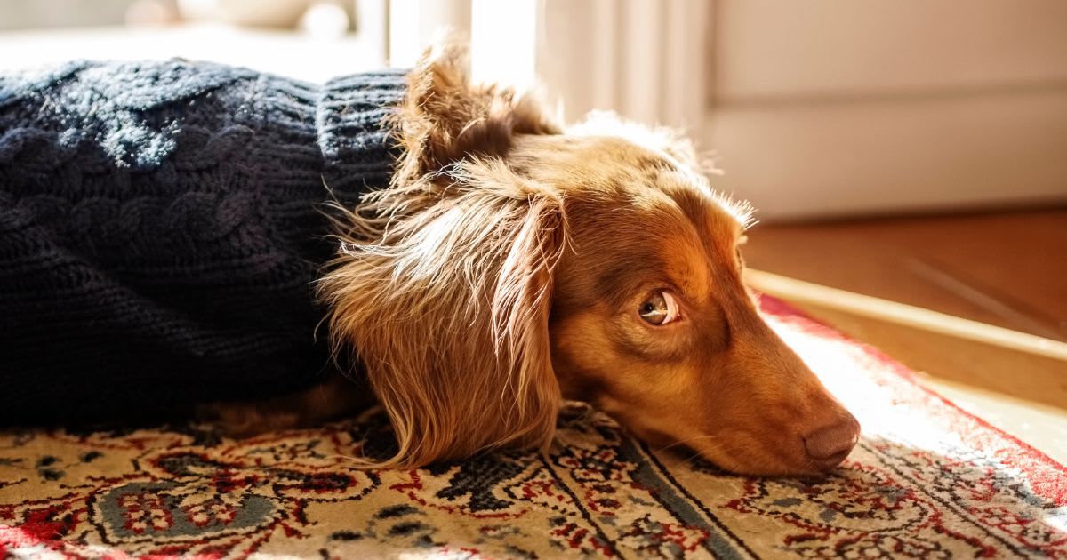 Dachshund puppy in knitted jumper lying on the floor at home (Representative Cover Image Source: Getty Images | NickyLloyd)