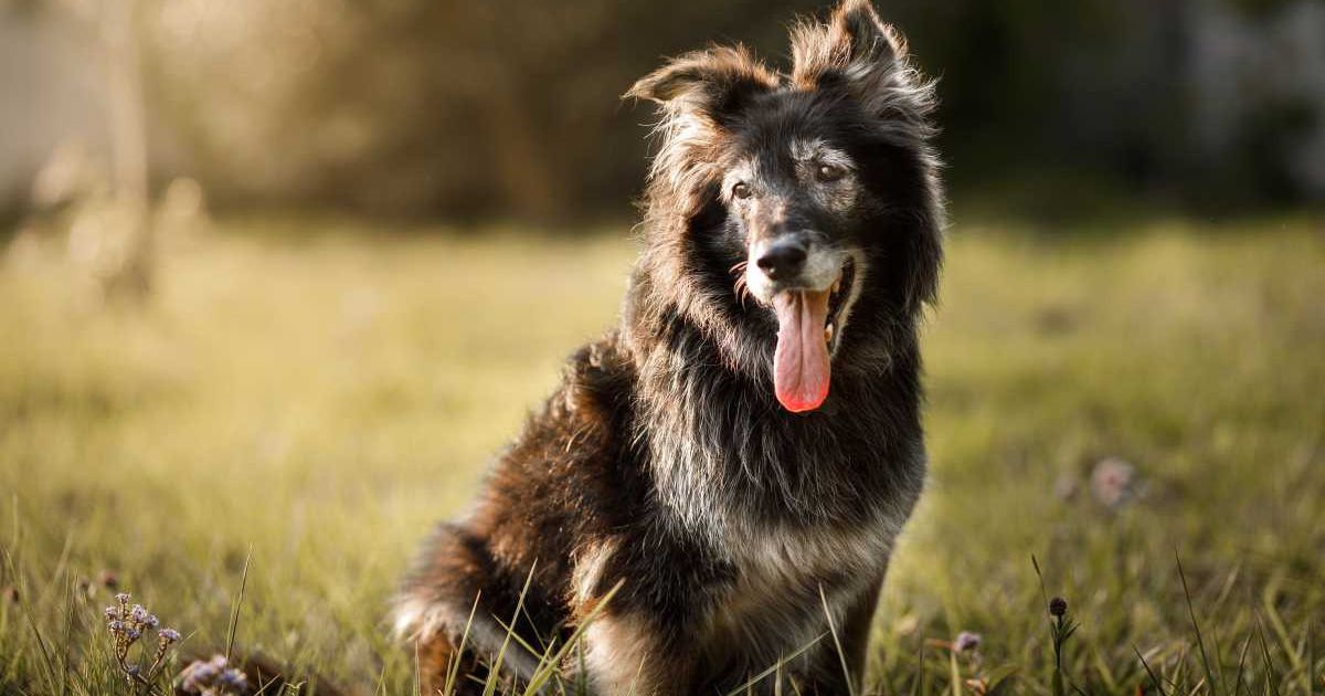 Furry dog smiling with tongue out. (Representative Cover Image Source: Getty Images |Capuski)