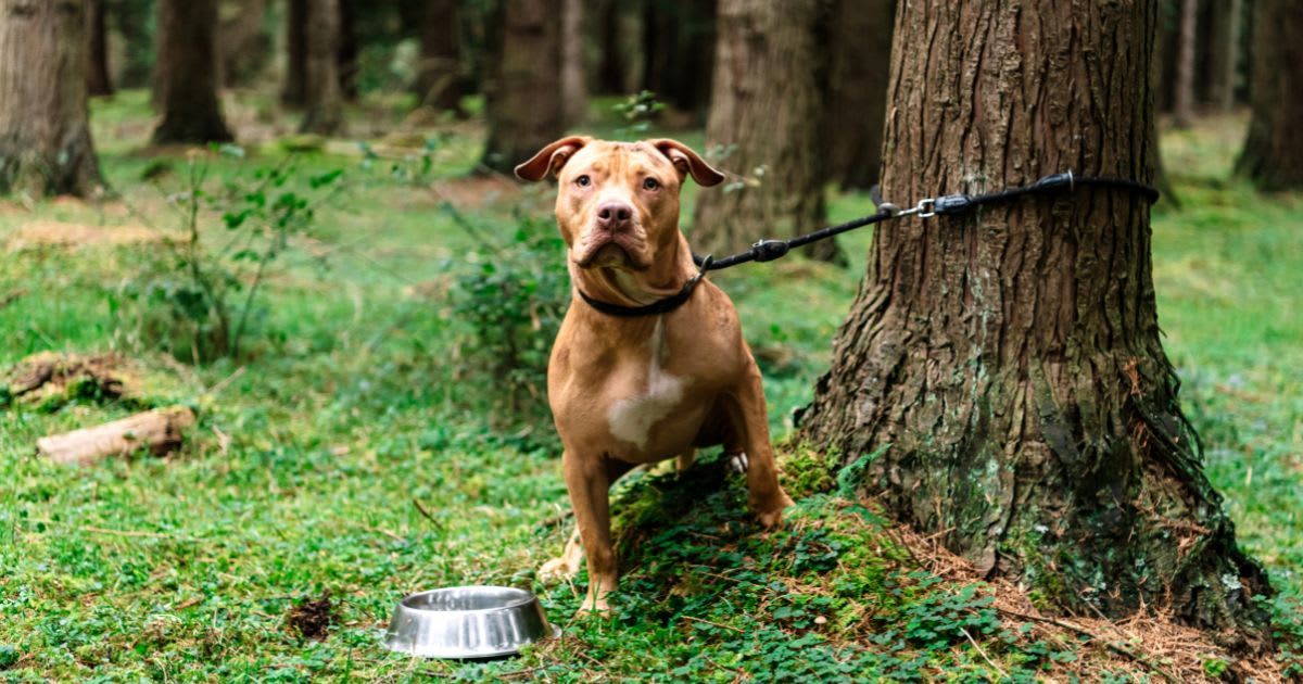 Dog tied to a tree with its bowl of food or water. (Representative Cover Image Source: Getty Images | Jon Vallejo)