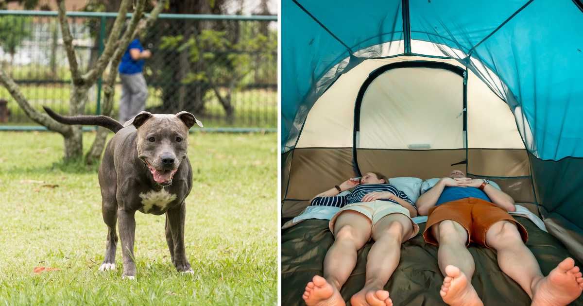 (L) A pitbull walking in the park. (R) A couple unconscious in a tent. (Representative Image Source: Getty Images | (L) Diego Thomazini, (R) A&J Fotos)