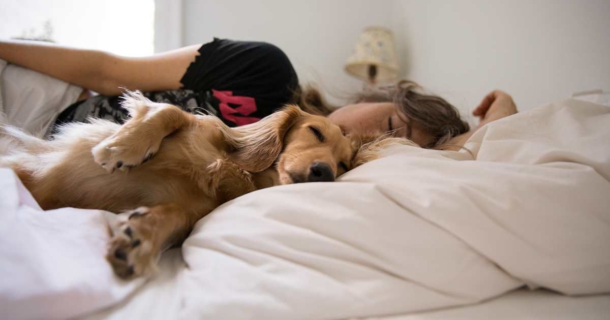 Long haired dachshund sleeping in bed with his human. (Representative Cover Image Source: Getty Images | Allison Michael Orenstein)