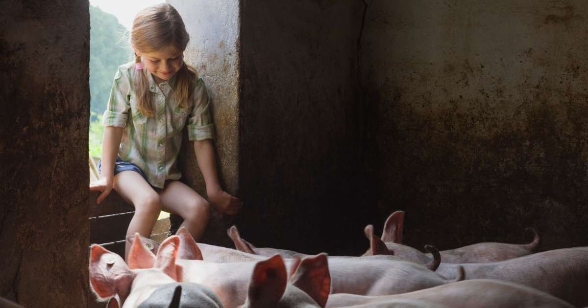 A little girl in a pigsty. (Representative Image Source: Getty Images | Connect Images)