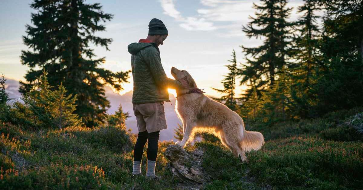 Male Hiker Petting Dog At Sunset In The Mountains. (Representative Image Source: Getty Images | Cavan Images)