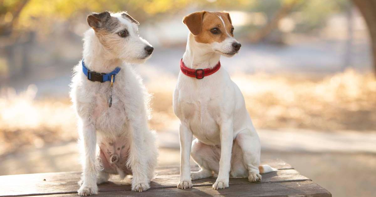 Cute jack russell terrier dogs sitting side by side. (Representative Cover Image Source: Getty Images | Dennis Swanson - Studio 101 West Photography)